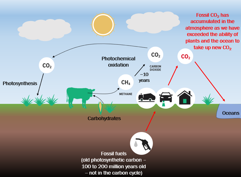 Meat in the methane and CO2 cycles
